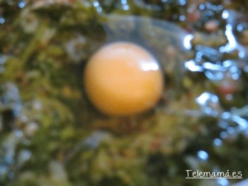 Echamos los huevos.