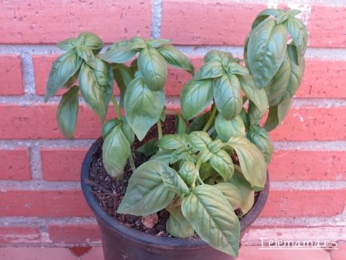 Albahaca.