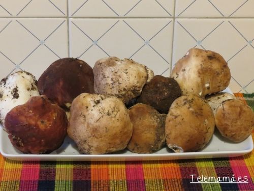 Boletus.