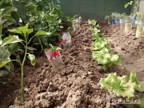 Huerta urbana, (mini).